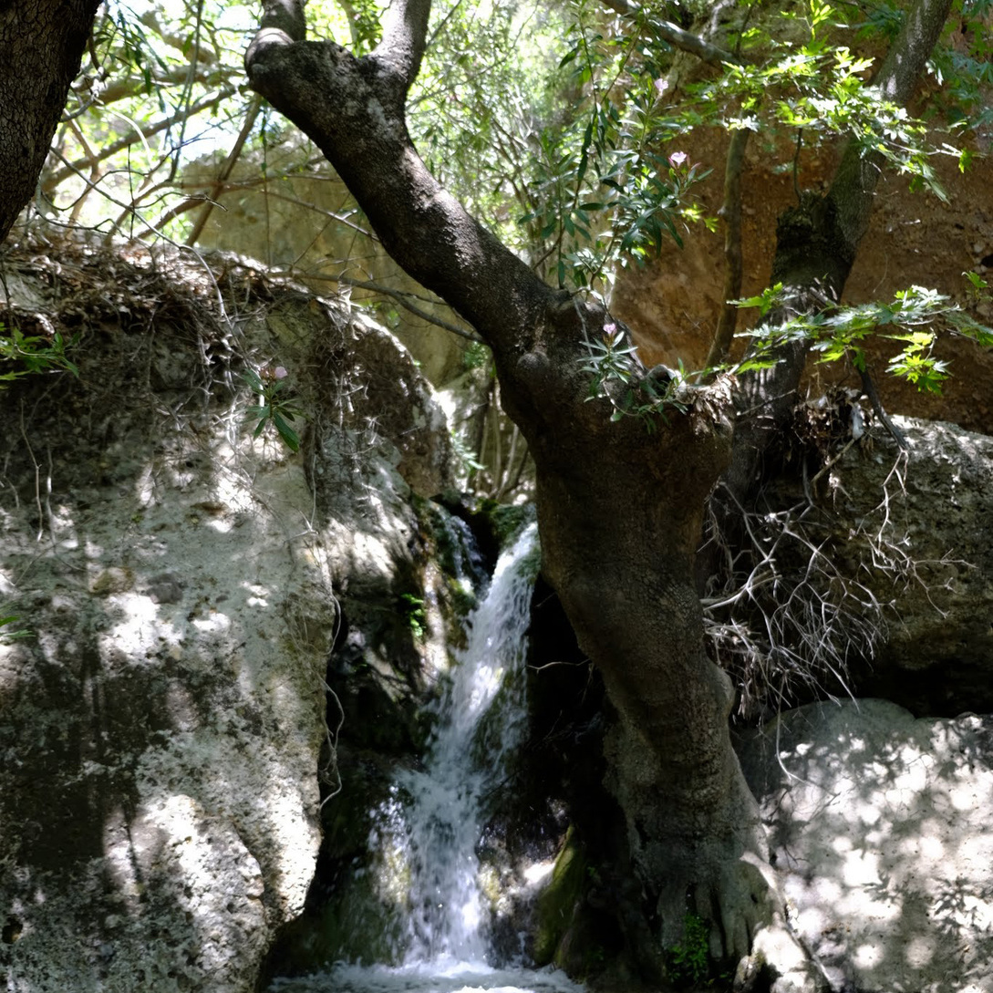Φαράγγι Πεύκων
