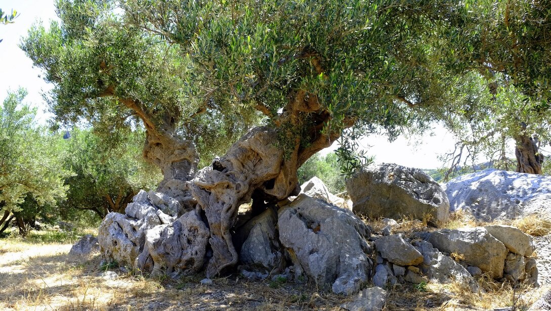 Φαράγγι Πεύκων